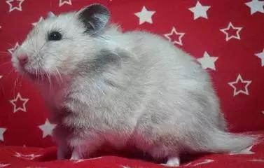 仓鼠种类大仓鼠,仓鼠的详细资料仓鼠的种类