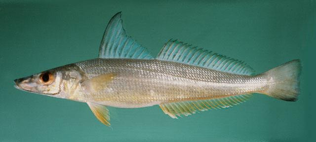 滩钓诀窍,滩钓巨物钓法