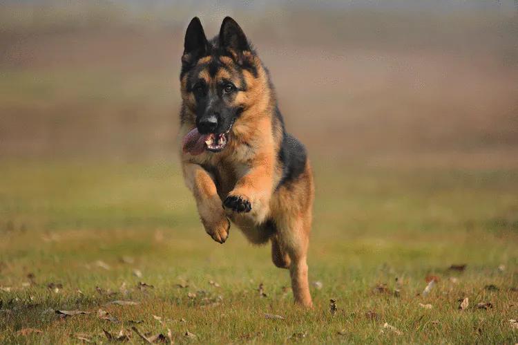 温柔的中亚牧羊犬,温柔的黑犬