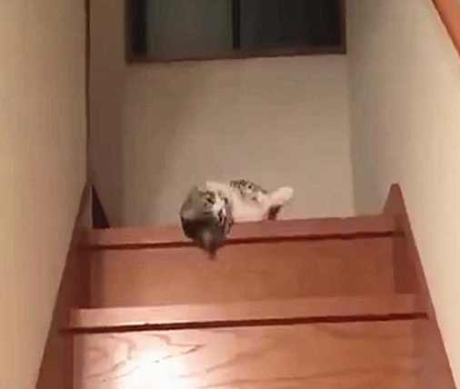 猫咪从楼梯上翻滚而下,猫咪能像水一样从楼梯上流下来