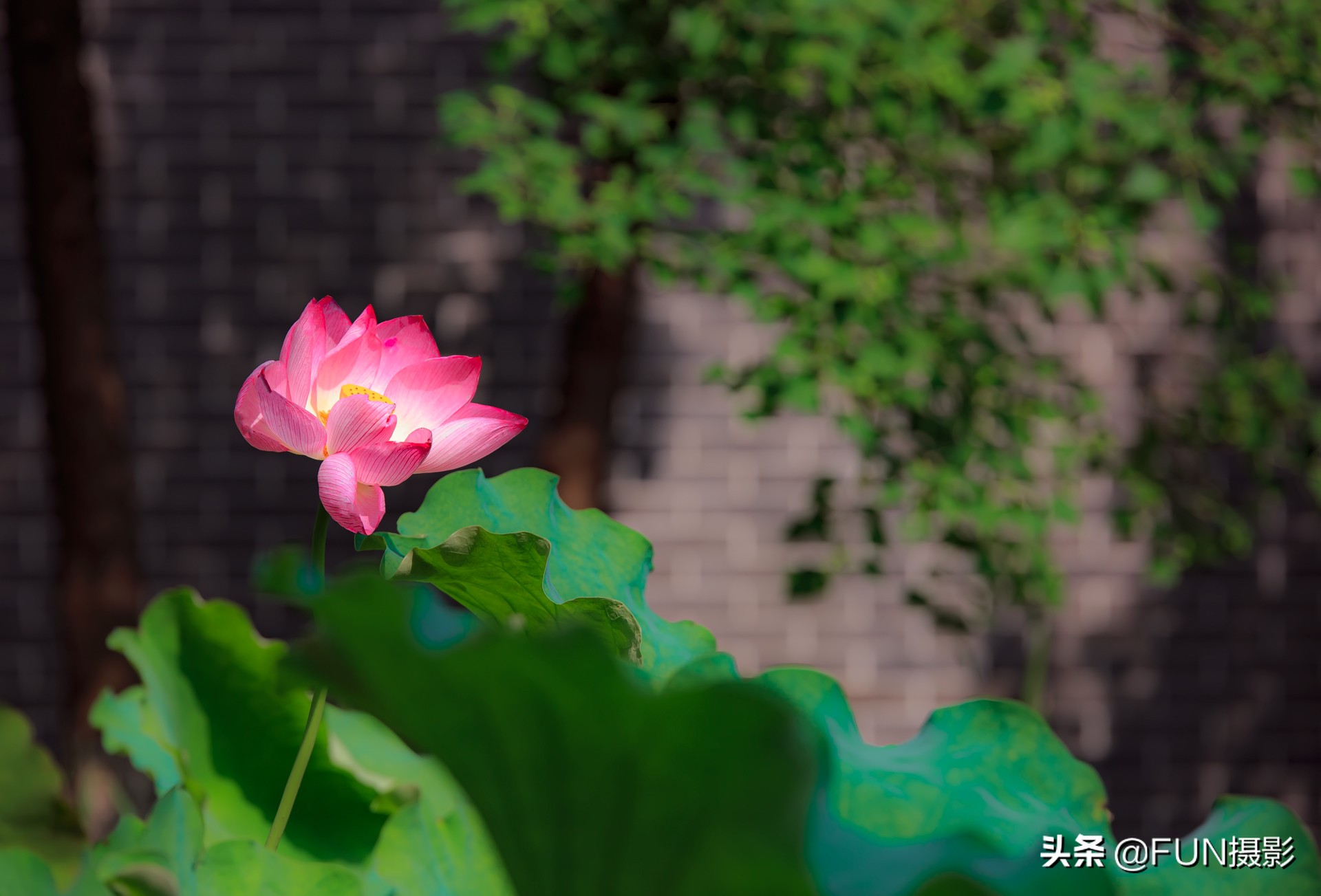 拍的照片太模糊看不清怎么办,对焦前模糊后清晰的照片怎么拍