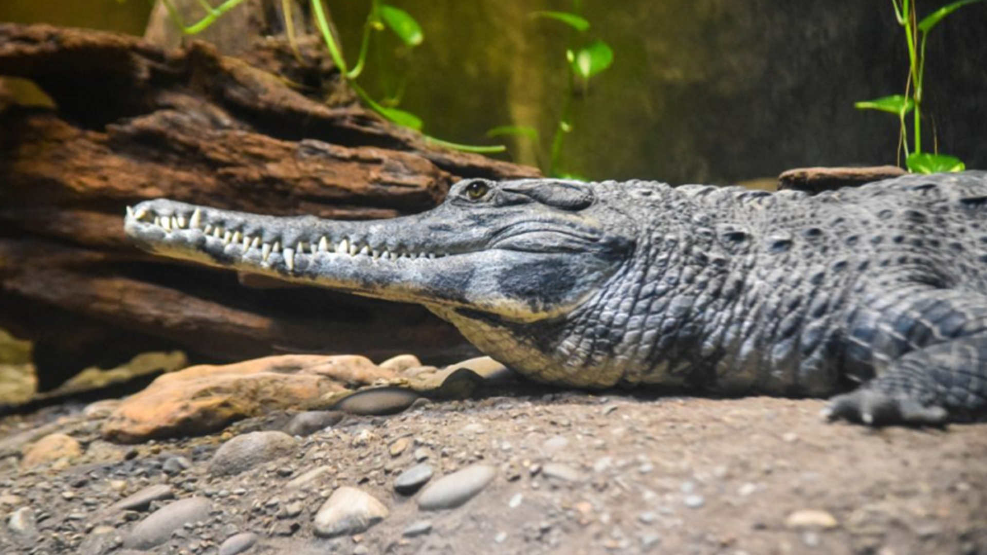 世界上十名最厉害的鳄鱼,科普全世界最大的鳄鱼排名