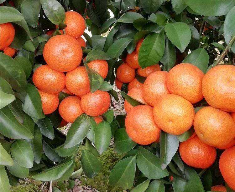 现在水果市场哪种水果最畅销,每日最新水果价格