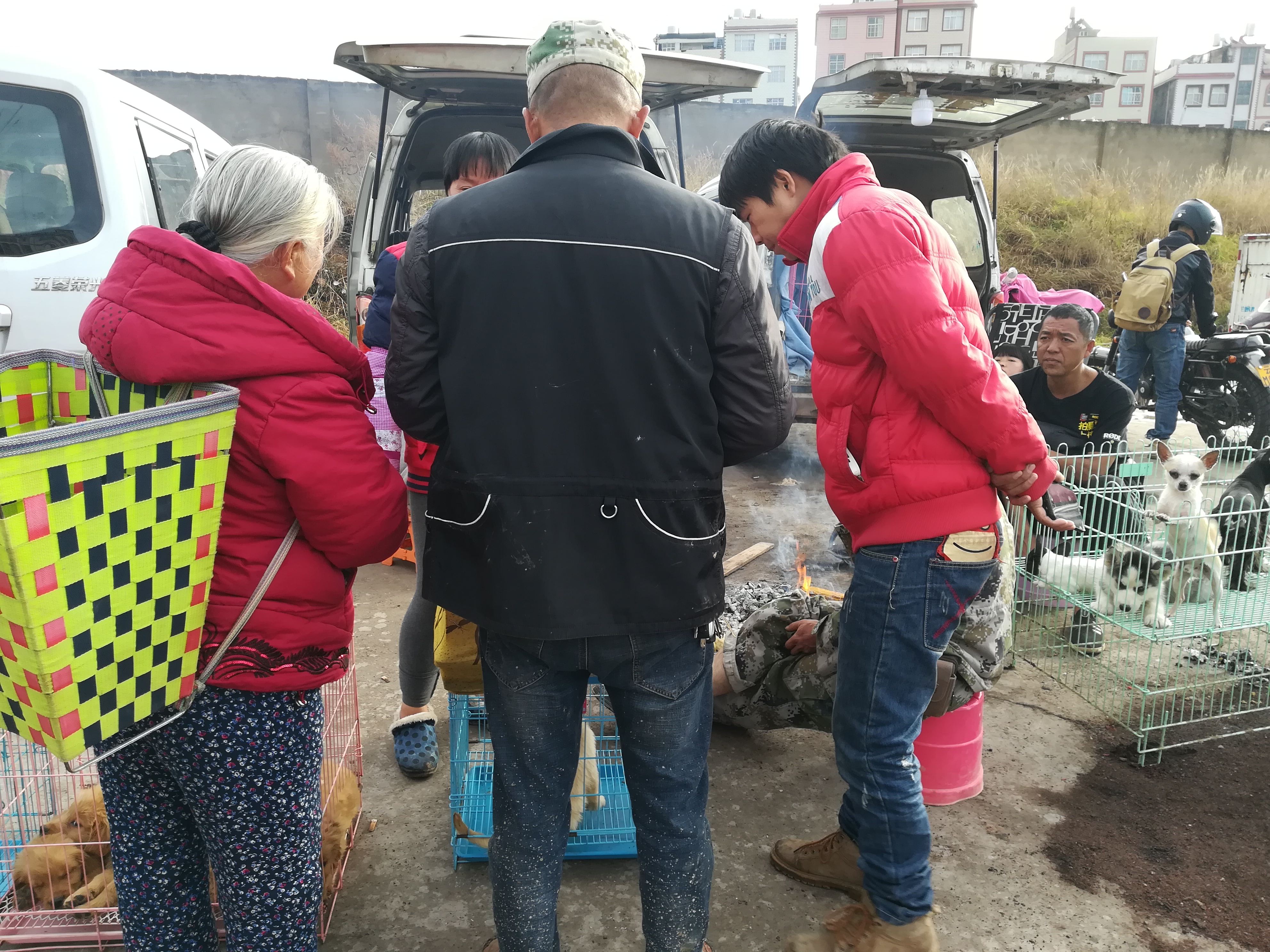 南宁沙皮狗多少钱一只,小型沙皮狗多少钱买一条