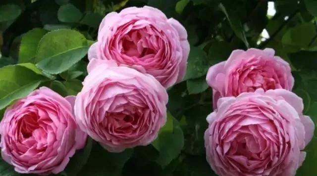 100种玫瑰图片大全,介绍100种不同品种的玫瑰视频