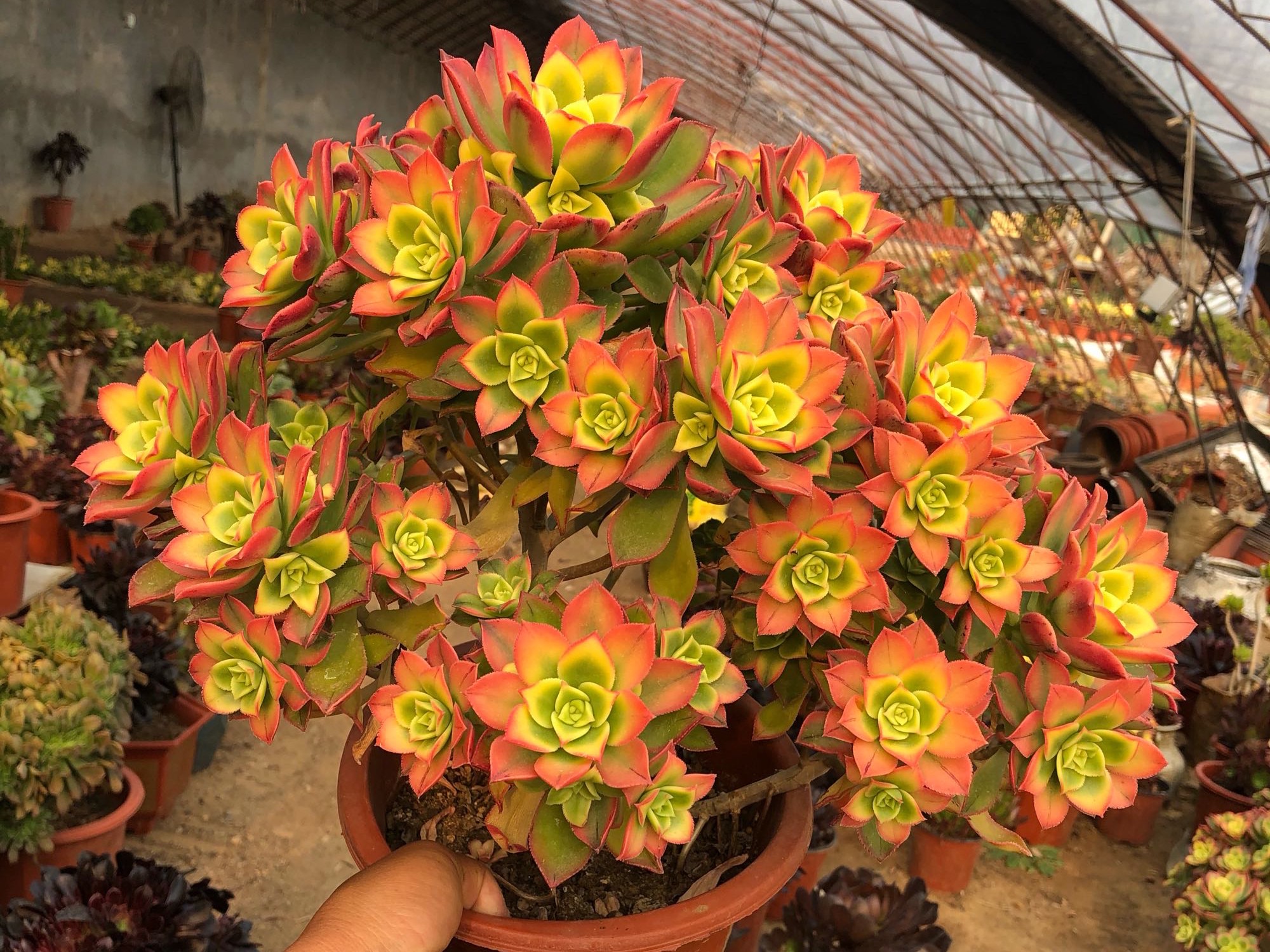 艳日辉长了很多侧芽要剪掉吗,艳日辉怎么养出状态