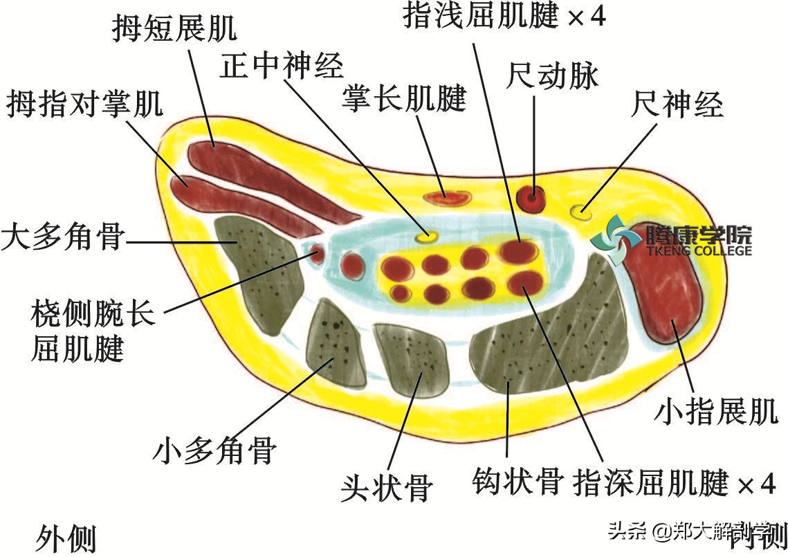 臂丛三束的主要分支,臂丛锁骨下部的主要分支及分布