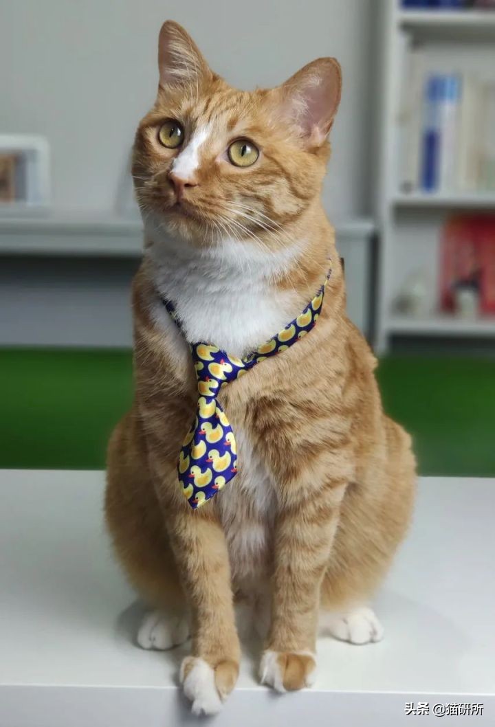 猫咪项圈对猫咪有危害吗,猫项圈给猫咪带来的危害