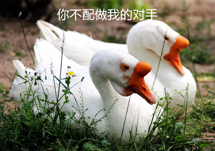 黄鼠狼老是偷鸡科学处理办法,黄鼠狼老是来偷鸡怎么回事