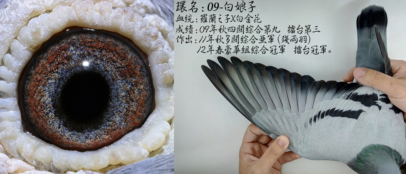 藏龙鸽语育种篇,藏龙鸽语配对育种篇