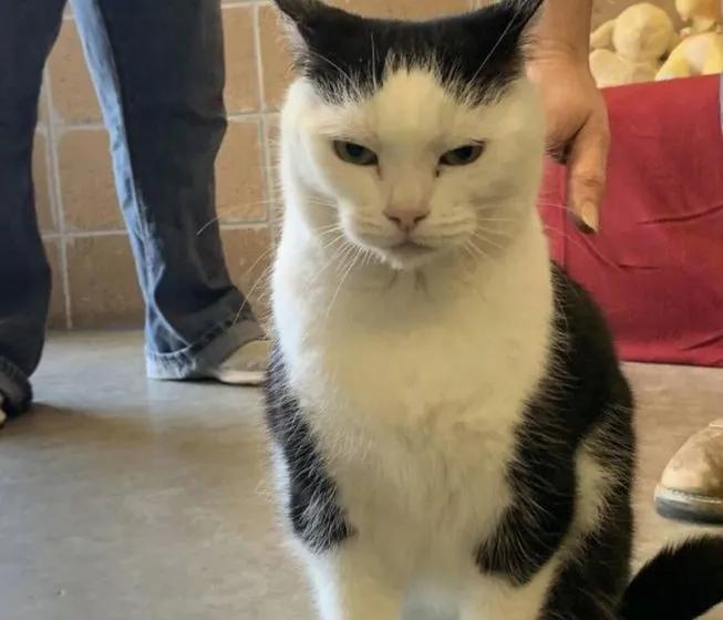 猫咪脾气不好怎么教,猫咪脾气很差怎么办