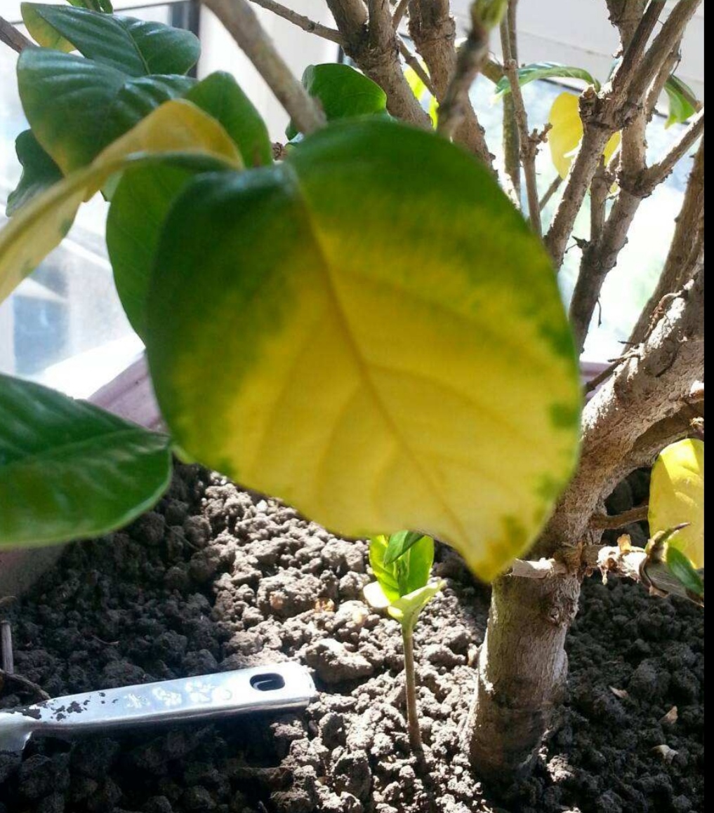 栀子花黄叶有什么管用的方法解决,栀子花黄叶怎么养护