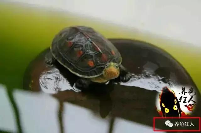 南石龟草龟花龟哪个体型大,草龟花龟珍珠龟哪个更好养