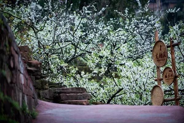 李子柒令人向往的世外桃源生活,李子柒记录的简单淳朴的田园生活