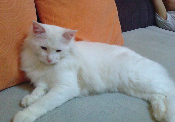 田园猫还有纯血统吗,田园猫真的很高冷吗