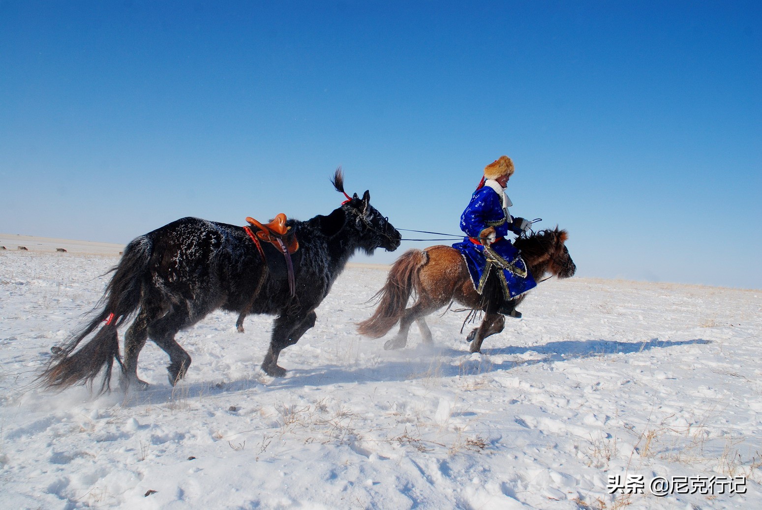 -30℃草原生活:羊群抱团取暖,马背全是冰,牧民坚守自然规律