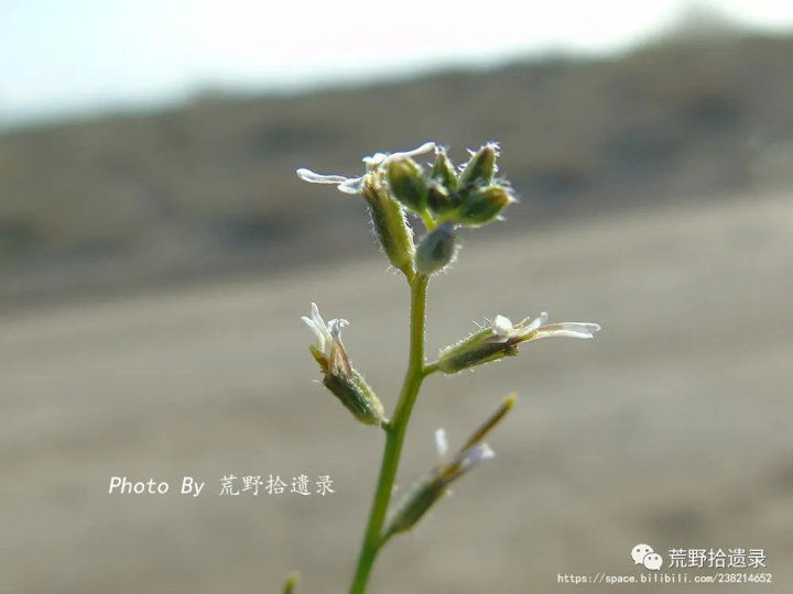荒野拾遗录,荒野拾遗录完整