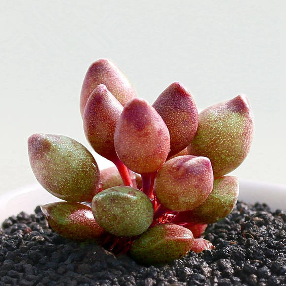 水泡系列的多肉有哪些,盘点七大常见的迷你小多肉