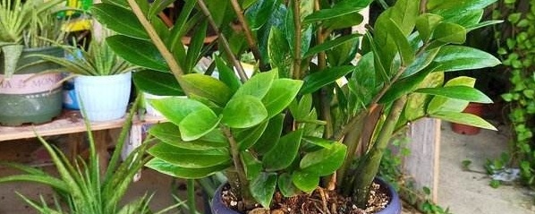 金钱树喝啤酒茂盛吗,怎样养金钱树叶子才能茂盛