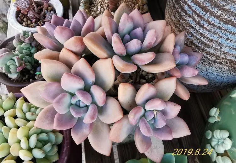 养多肉的人生感悟,人生如同养花