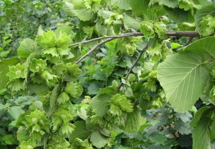 榛子是个什么干果,十大坚果榛子