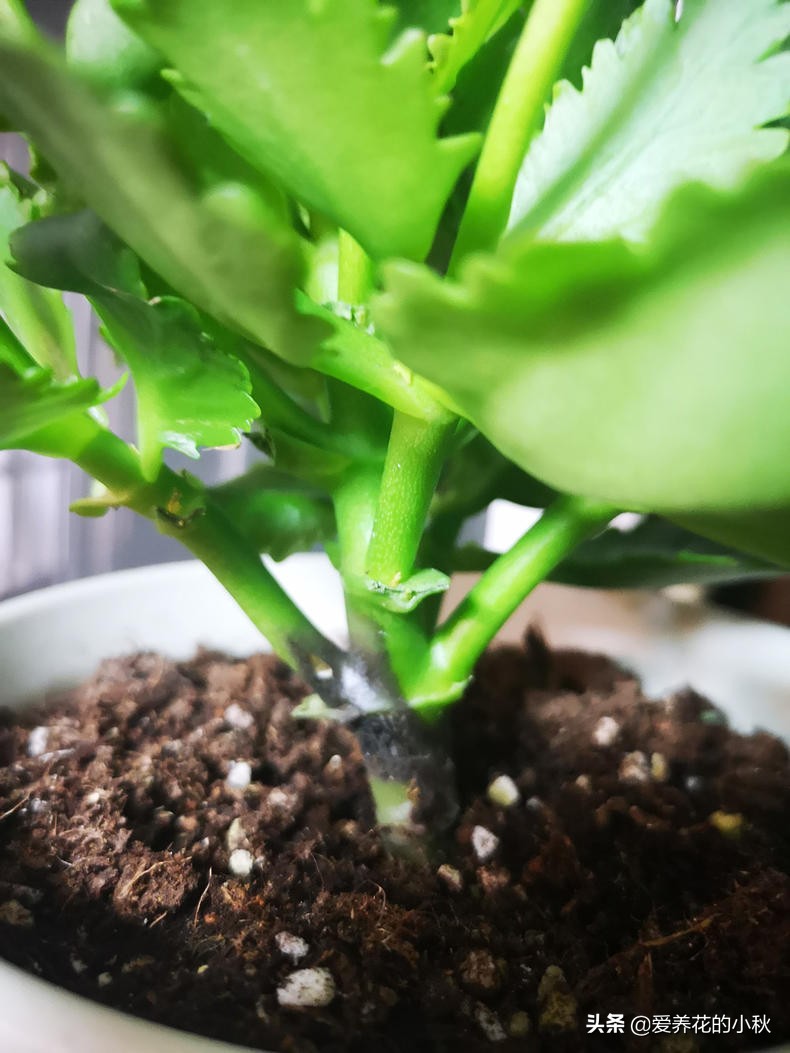 长寿花黑腐怎么办？做好3步，“一剪二晾三插”，让它再生根