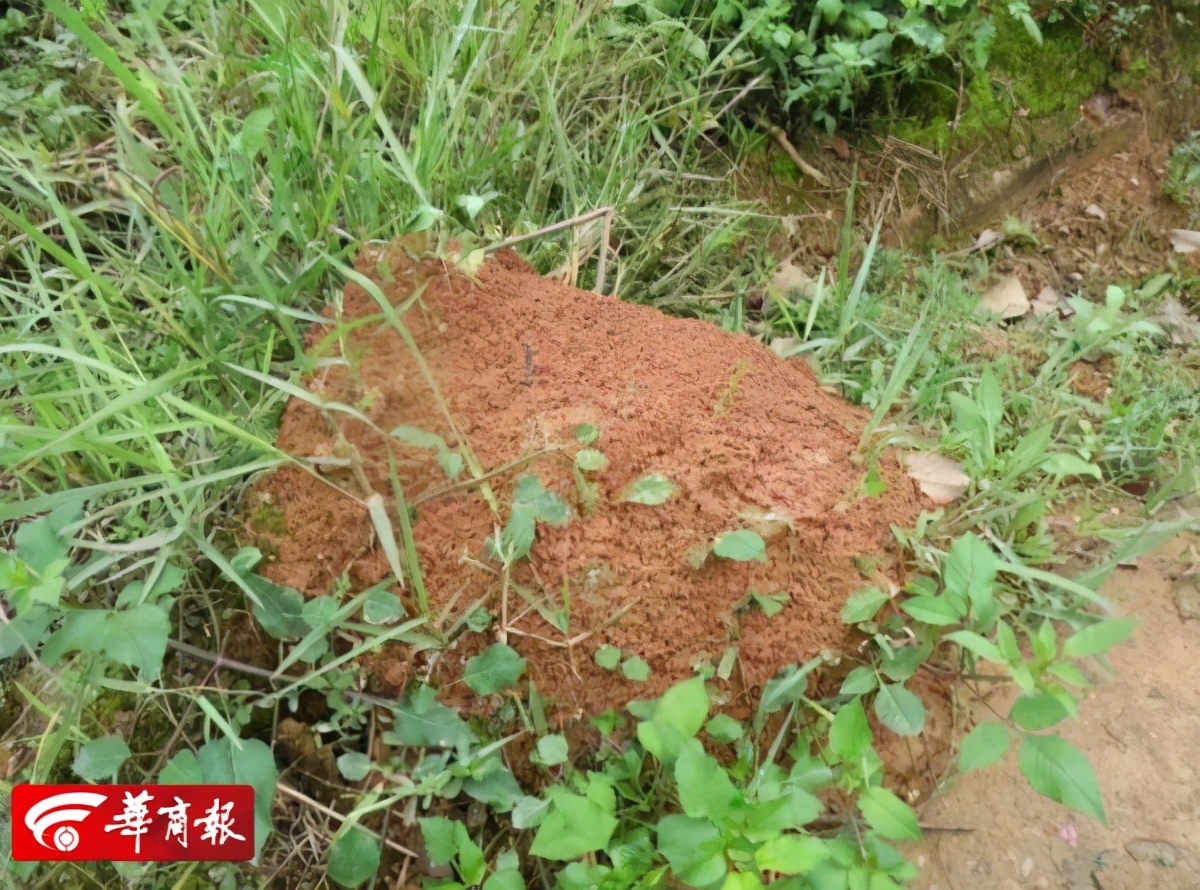 提醒！西安多地被列入“美国白蛾疫区”，官方曾高价通缉！