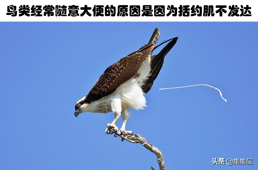 一些不知道的关于动物的小知识,关于动物的十个冷知识