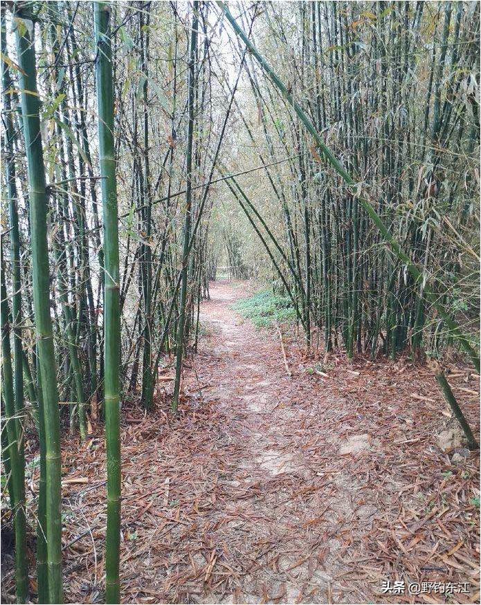 深圳大鹏野钓免费最佳地点,深圳福田野钓地点在哪里