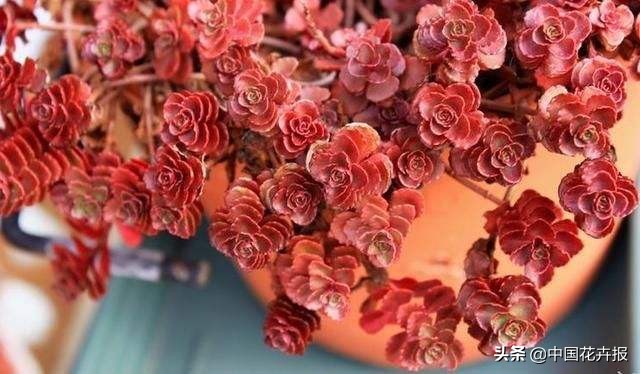 适合花园的花花草草,如何打造四季都有花的花园