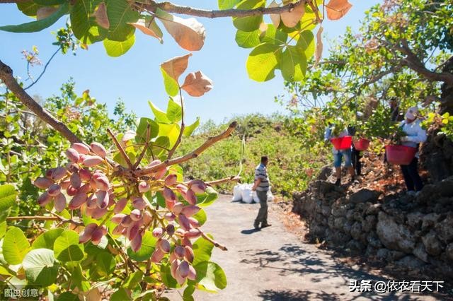 开心果在我国哪些地方可以种植,开心果50一斤