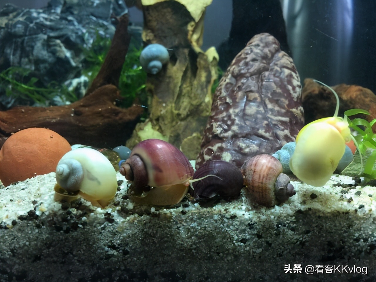 观赏螺除藻排行榜,鱼缸哪种螺除藻最好