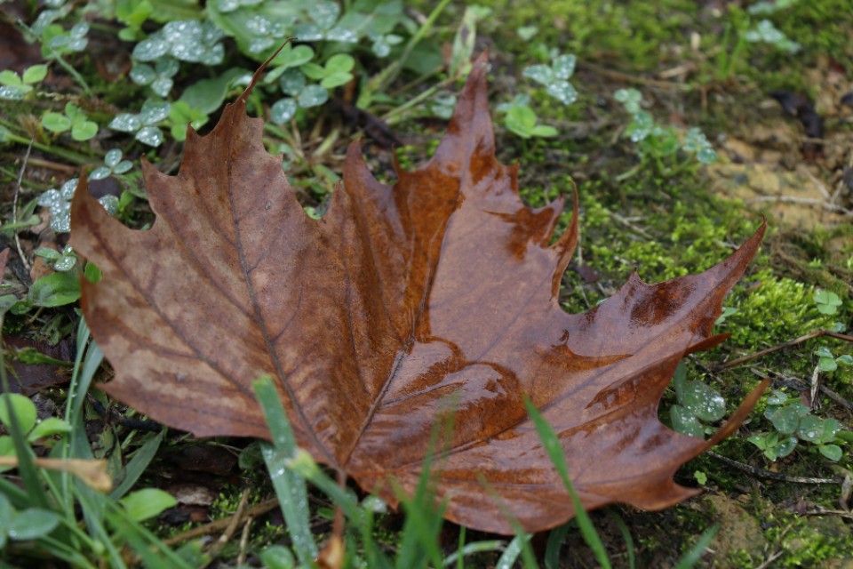 新手入门单反相机推荐10000元左右,摄影小白相机推荐4000价位微单