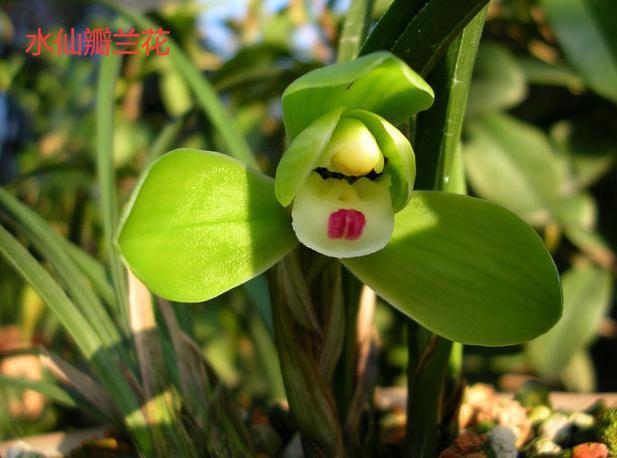 最名贵十种兰花品名及价格图片,十大名贵兰花有哪些品种