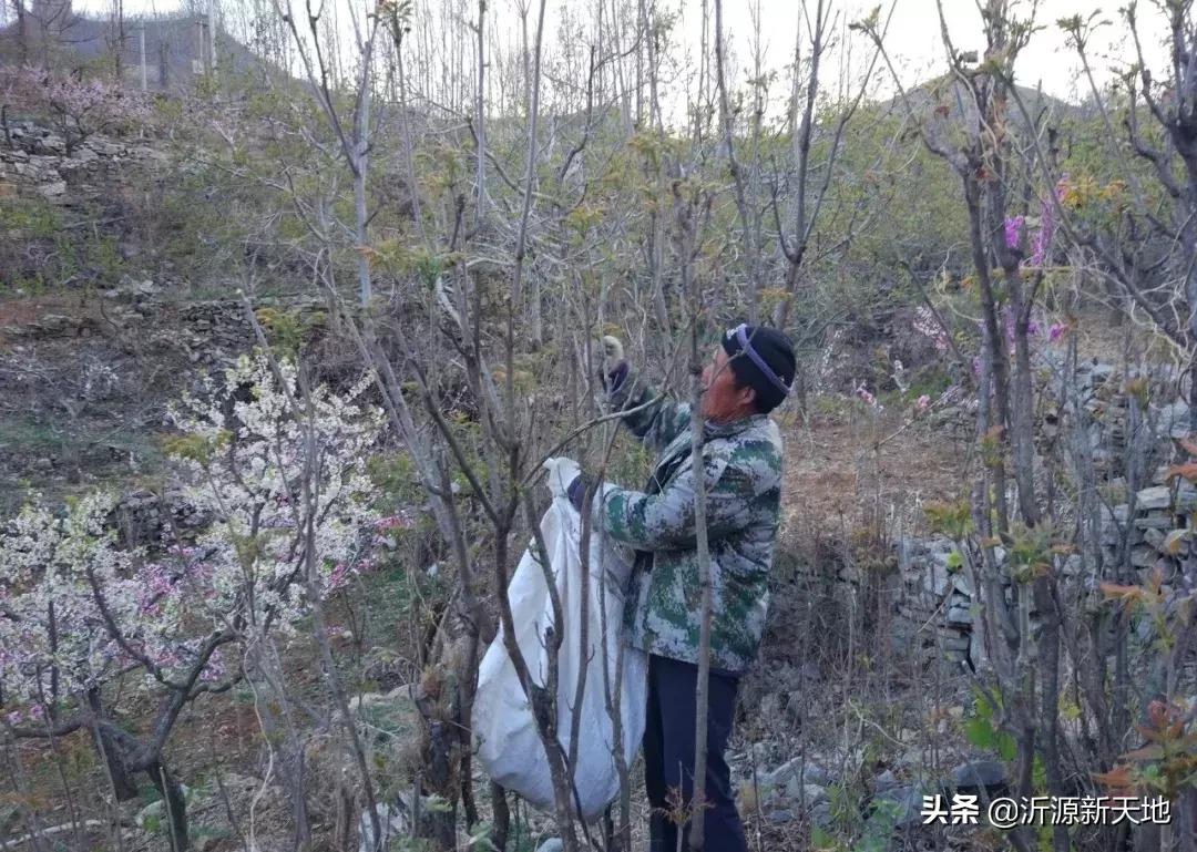 山东沂蒙山头茬香椿,香椿野菜