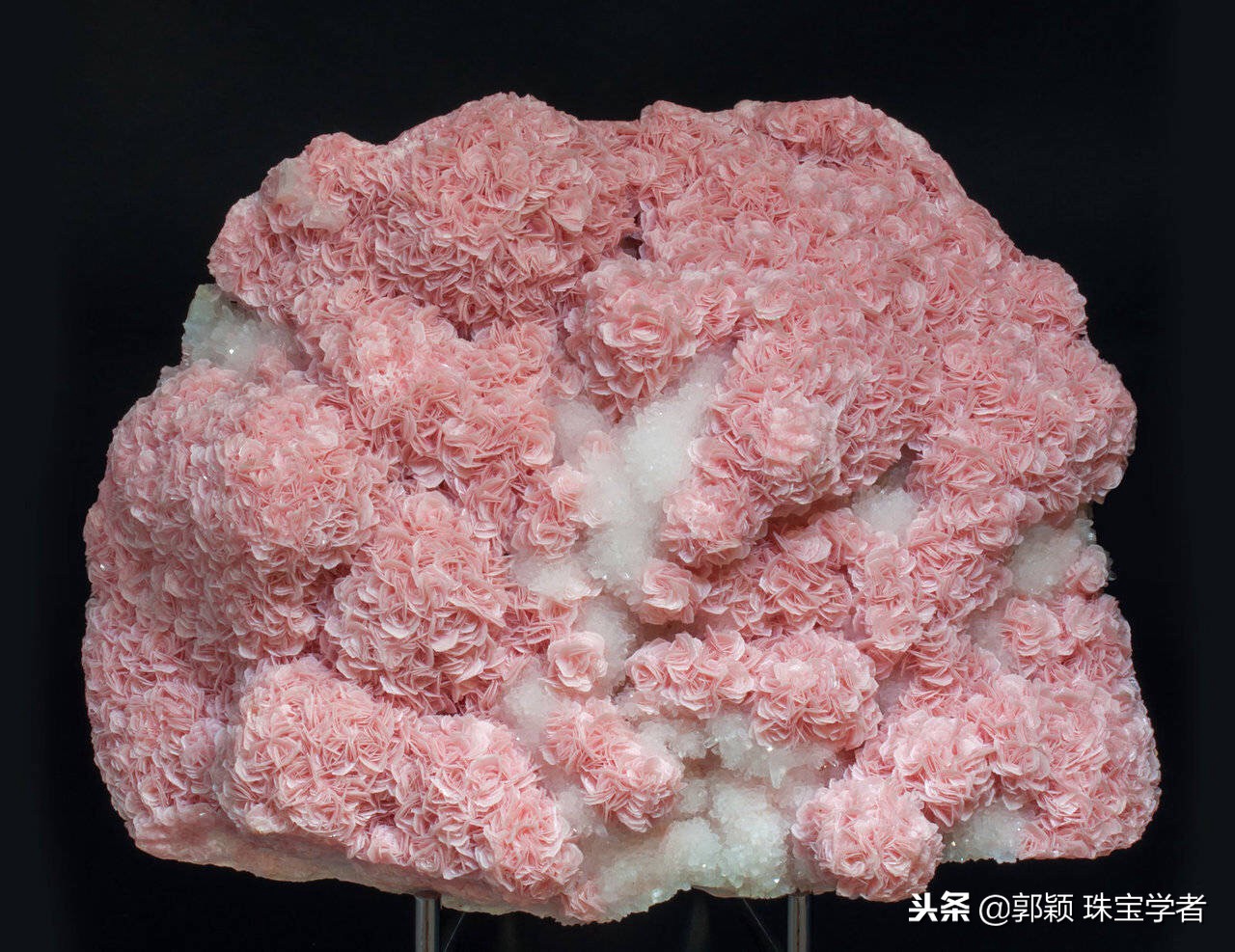 寒冷冬日，让那些永不凋零的“石头花”来温暖你