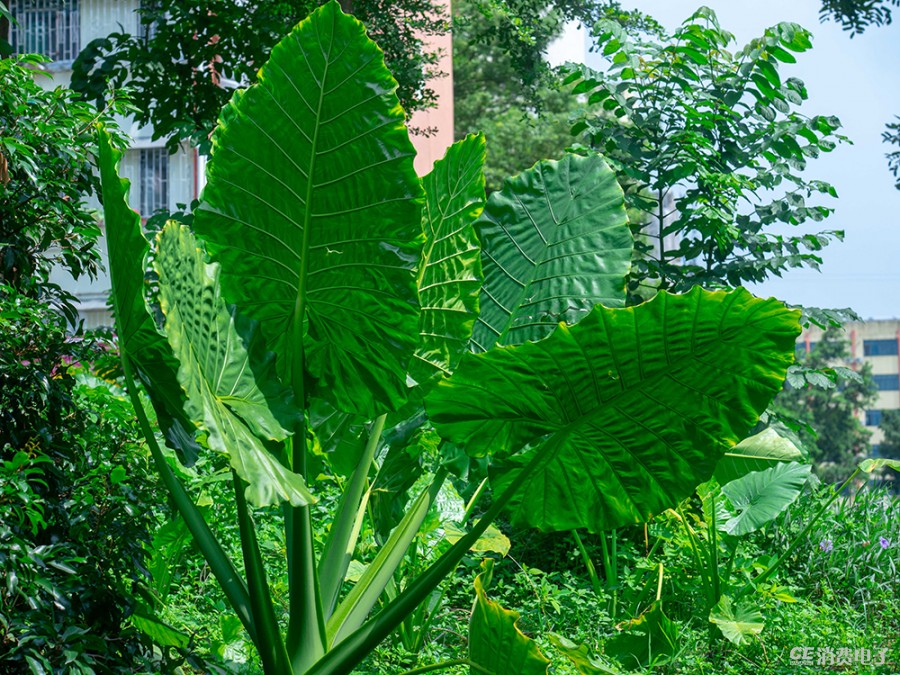 奥林巴斯e-m1markiii深度体验报告,m43卡口是ef吗