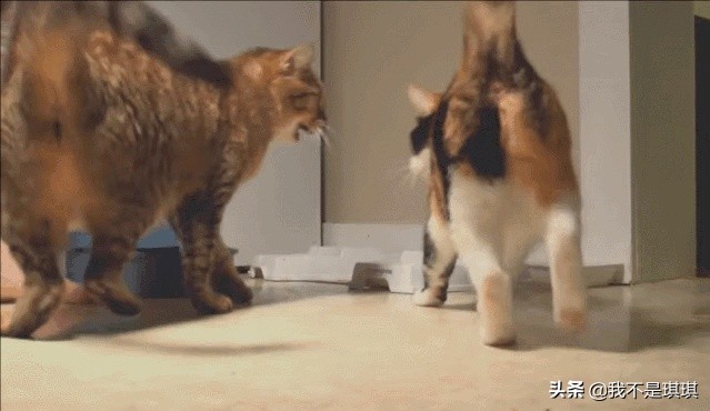 猫这么可爱为什么要删,猫咪割了蛋为什么很活泼