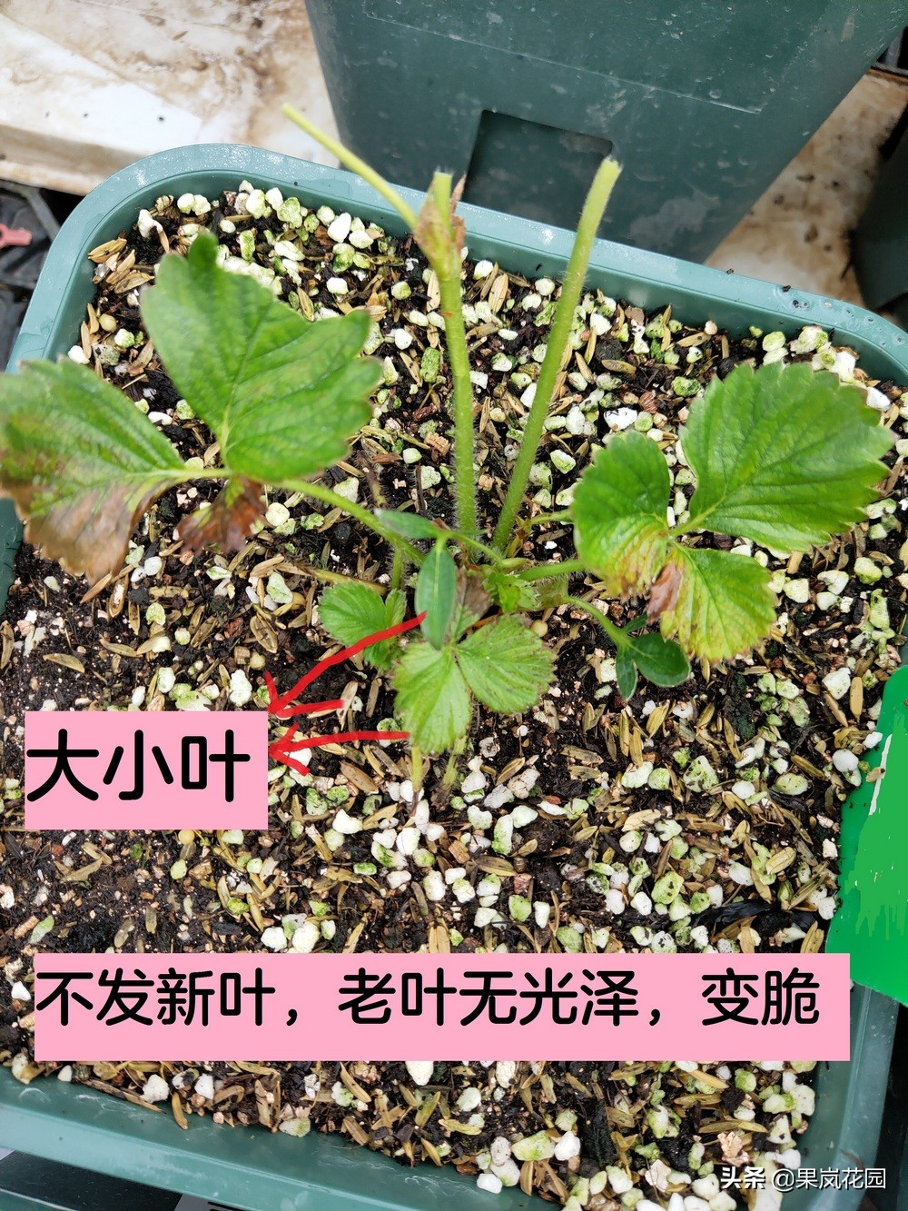 草莓枯萎病症状,草莓枯萎病的症状和治疗方法