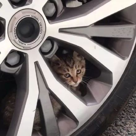 如何判断猫咪发烧,如何判断猫咪发了情