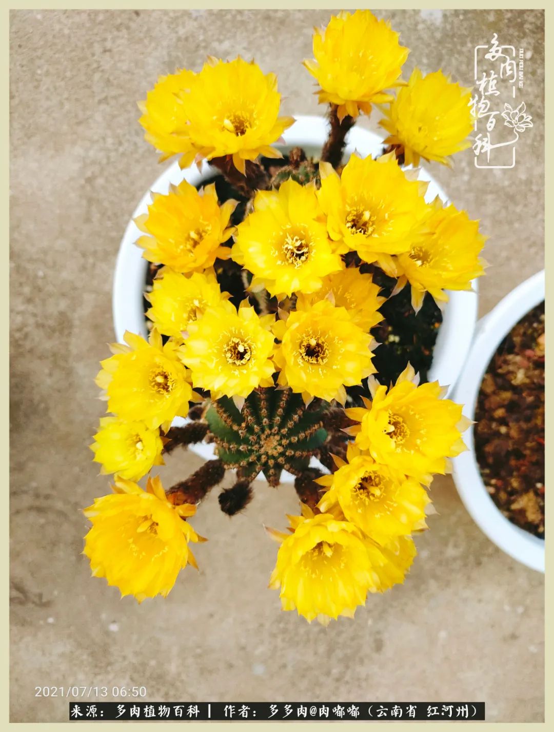 这个春天我们一起去赏花,这个季节我们一起去看花