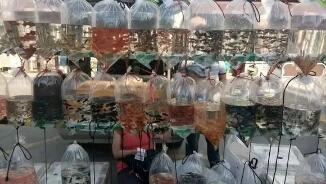 网上卖孔雀鱼鱼苗,孔雀鱼鱼苗可以买吗