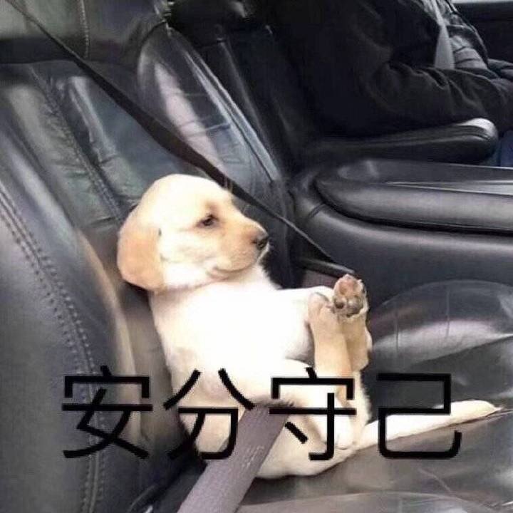 第1次想养纯种狗应该怎么挑,纯种狗和不纯种哪个好养