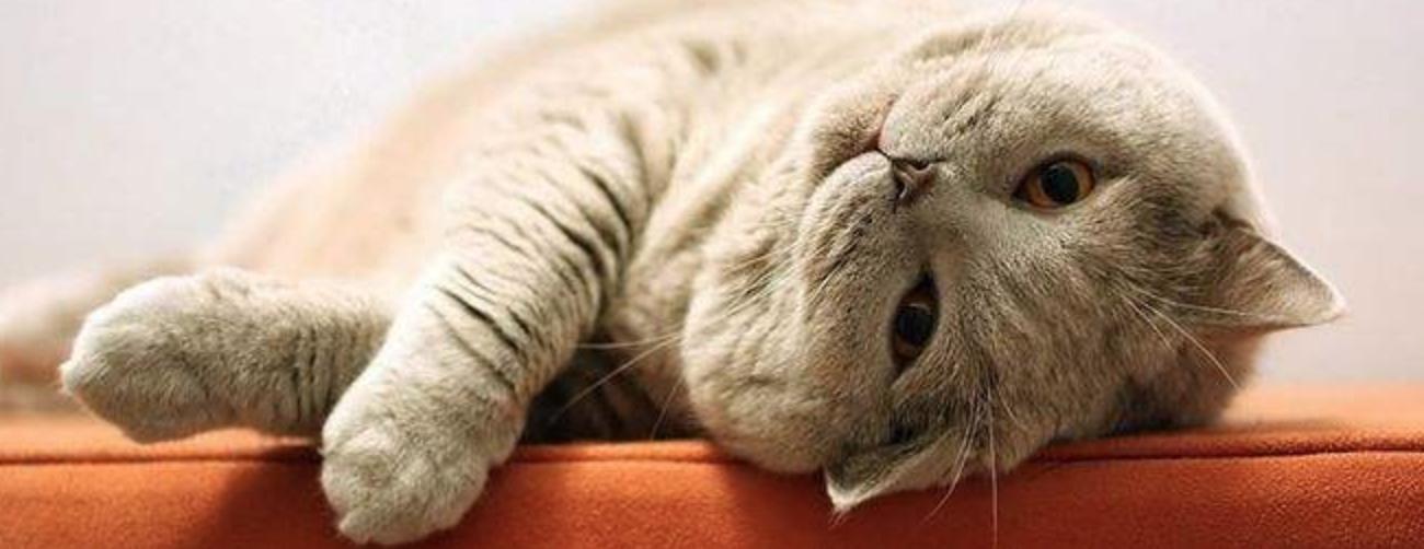 养宠小知识宠物猫咪掉毛怎么办,养宠小知识猫咪得了猫癣症状