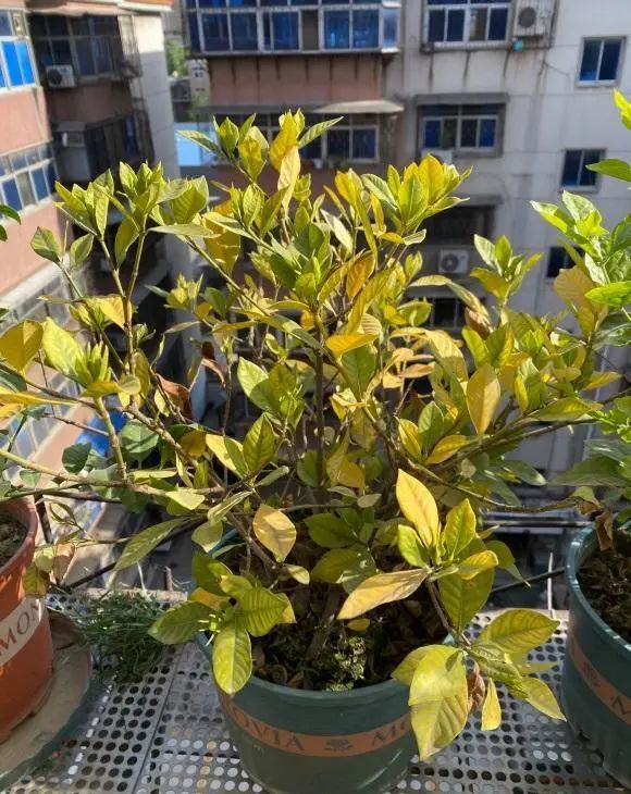 栀子花黄叶掉花苞该怎么办,栀子花几种黄叶现象