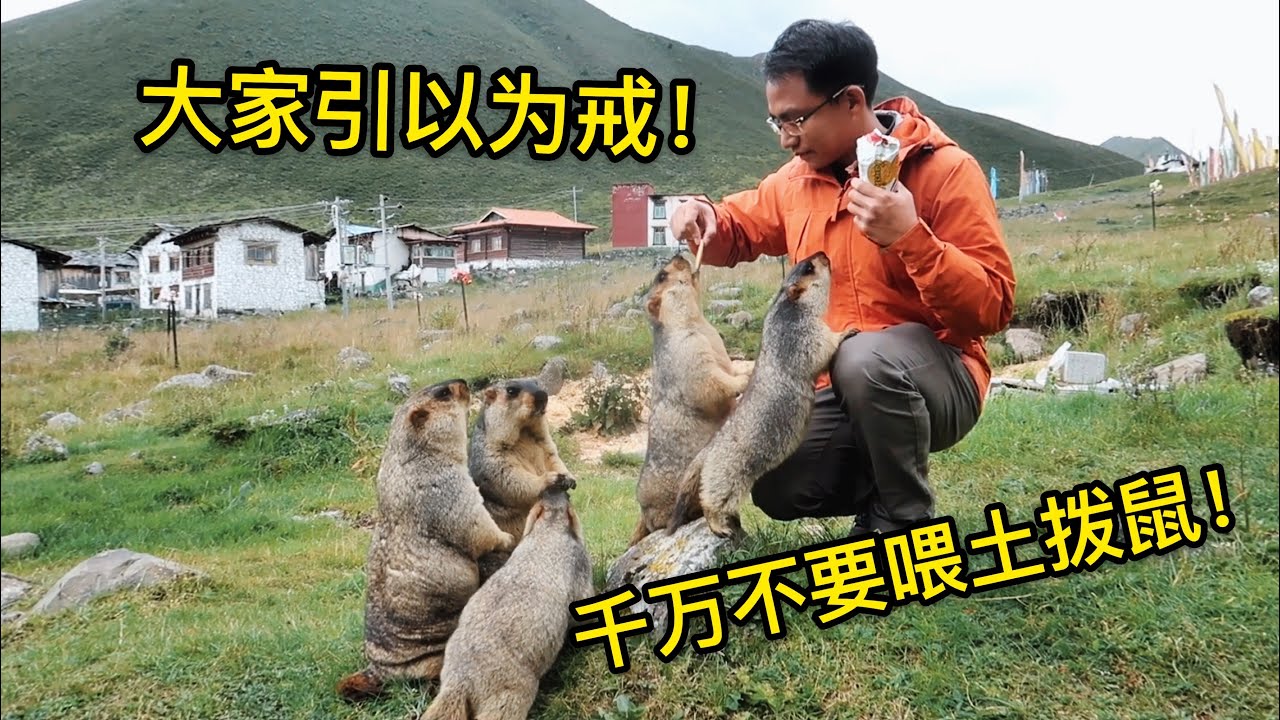 摸了萌萌的土拨鼠会感染鼠疫吗,土拨鼠鼠疫传染怎么防止