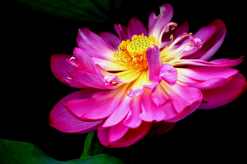 最美的荷花诗句,一起赏荷花的诗词歌赋