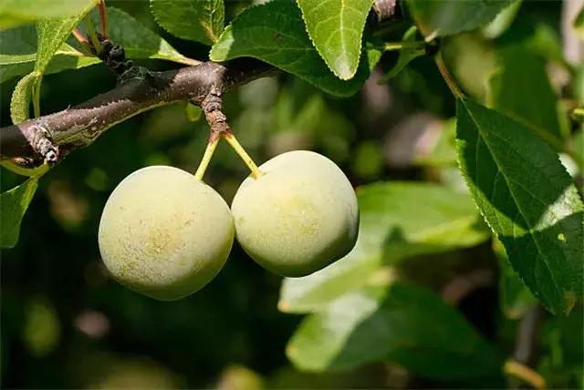 歪果仁吃了都想代购的神仙零嘴，让你上班快活指数直冲9颗星！