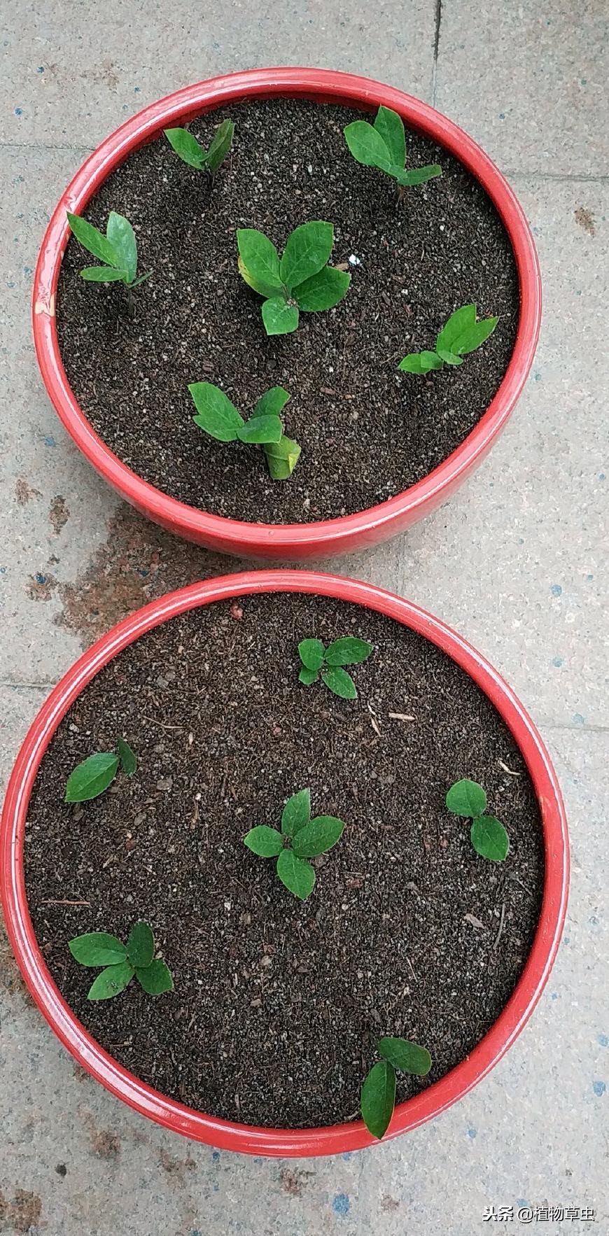 金钱树怎样插枝成活率高呢,金钱树怎么扦插成活率高一点