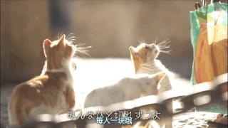 大家都在争抢猫爪杯？吸猫的最高境界，带着摄影机“猫步走天下”